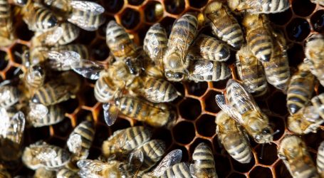 Gradska skupština odbila zahtjev: Ipak neće biti uzgoja pčela u gradu Zagrebu