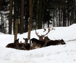 08.02.2023., Delnice - Krdo jelena lopatara na snijegu u park sumi Japlenski vrh pored Delnica. 
 Photo: Goran Kovacic/PIXSELL