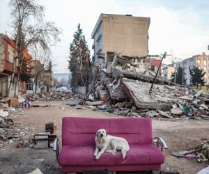 epa10476676 A dog sits on a couch in front of a collepsed building after powerful earthquake in Adiyaman, Turkey, 19 February 2023. More than 45,000 people have died and thousands more are injured after two major earthquakes struck southern Turkey and northern Syria on 06 February. Authorities fear the death toll will keep climbing as rescuers look for survivors across the region.  EPA/ERDEM SAHIN