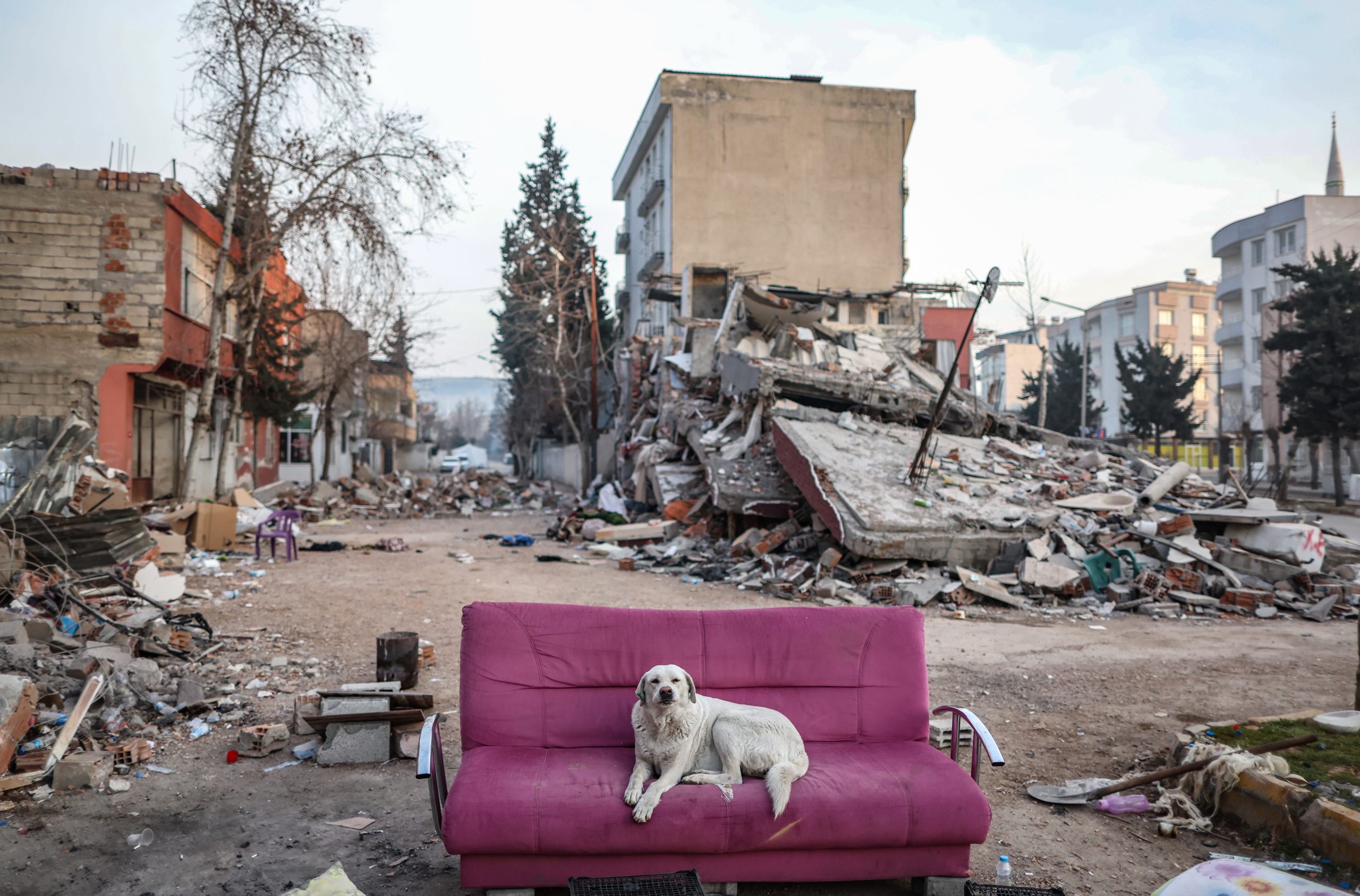 epa10476676 A dog sits on a couch in front of a collepsed building after powerful earthquake in Adiyaman, Turkey, 19 February 2023. More than 45,000 people have died and thousands more are injured after two major earthquakes struck southern Turkey and northern Syria on 06 February. Authorities fear the death toll will keep climbing as rescuers look for survivors across the region.  EPA/ERDEM SAHIN