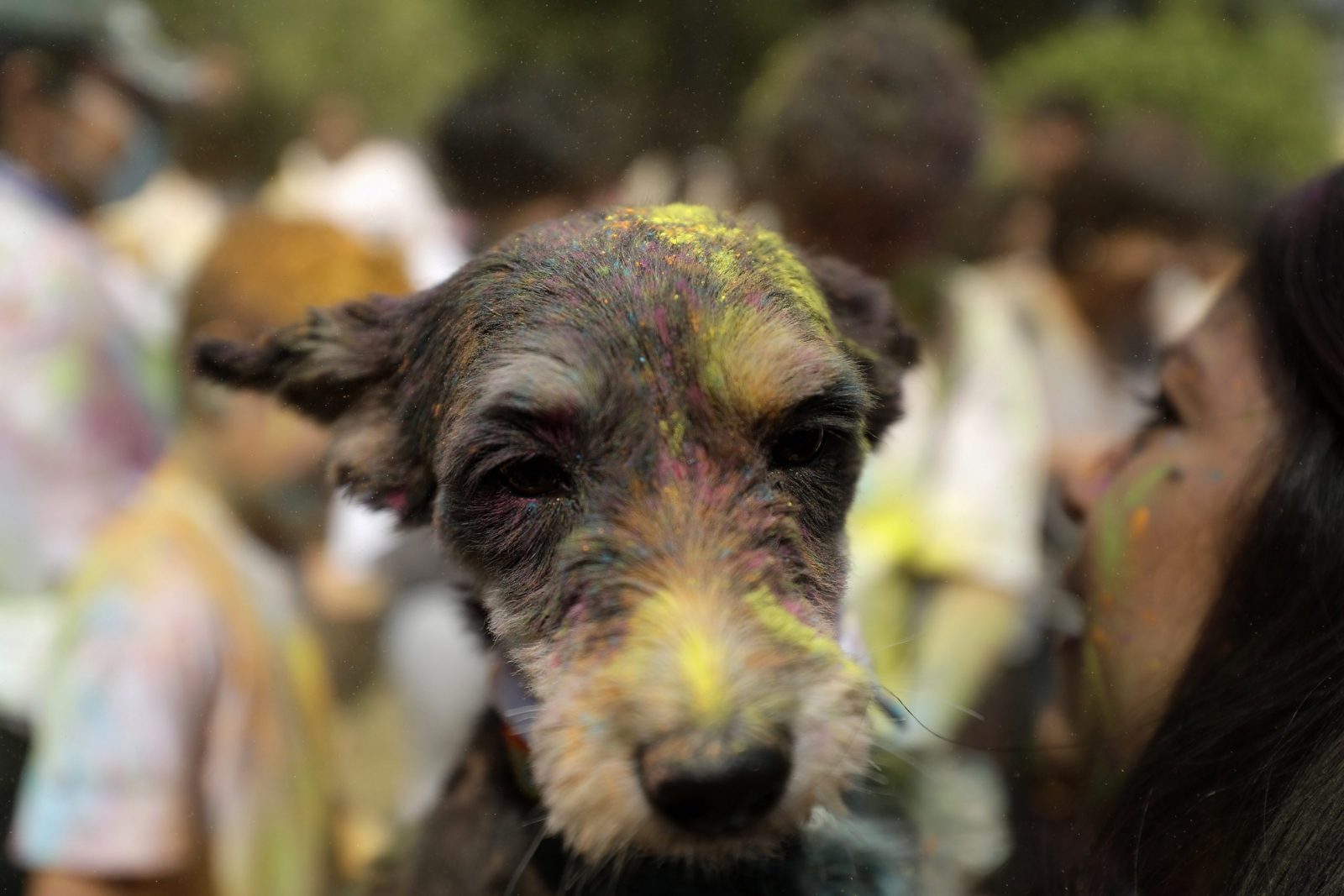 epa10503427 A woman takes her dog to a celebration of Holi 2023 at Cuscatlan park in San Salvador, El Salvador, 04 March 2023. Some 200 Salvadorans, most of them young people, attended the celebration of the Hindu festival of colors, Holi, to welcome spring, with traditional songs and dances, and a classical Indian dance show staged at the park.  EPA/Rodrigo Sura