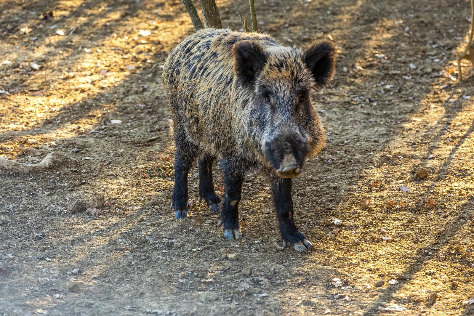 08.02.2022.., Buzet-
Divlje svinje u potrazi za hranom u sumi. Photo: Srecko Niketic/PIXSELL