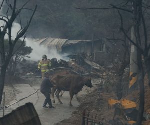 epa10568031 A resident, helped by a firefighter, takes cows out of a village hit by a wildfire in Gangneung, northeastern South Korea, 11 April 2023. The massive wildfire broke out in the city's Nangok-dong district, and spread earlier in the day amid high wind and dry weather warnings for east coast areas.  EPA/YONHAP SOUTH KOREA OUT