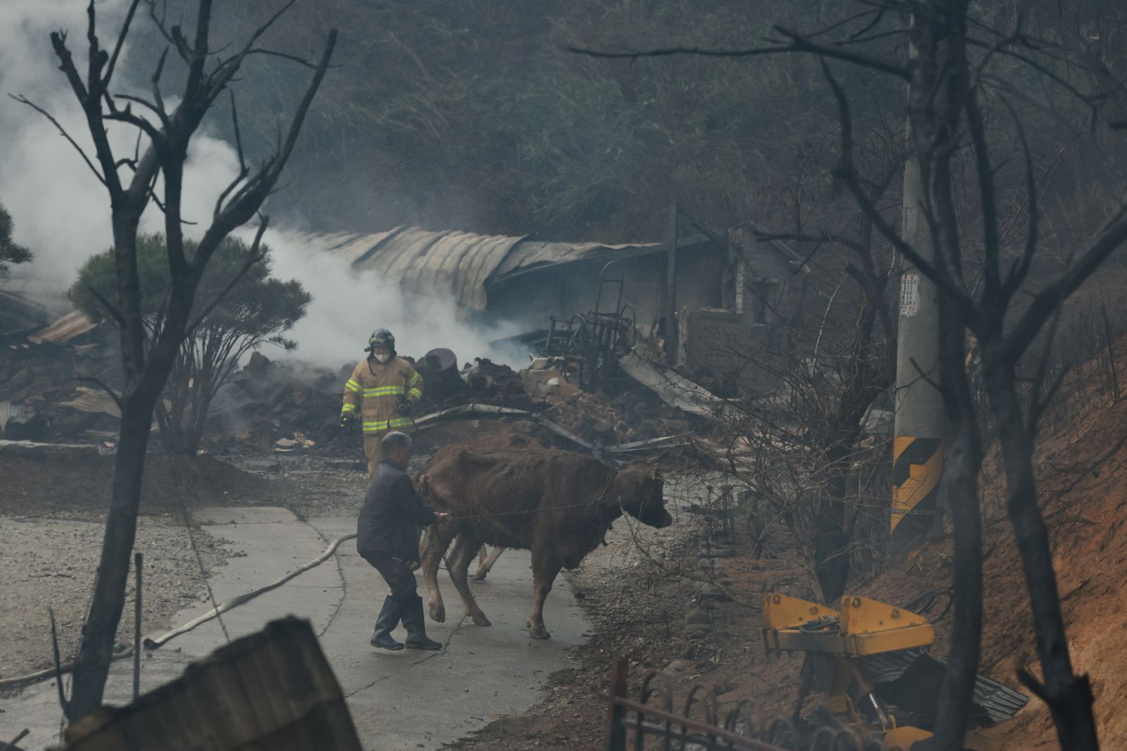 epa10568031 A resident, helped by a firefighter, takes cows out of a village hit by a wildfire in Gangneung, northeastern South Korea, 11 April 2023. The massive wildfire broke out in the city's Nangok-dong district, and spread earlier in the day amid high wind and dry weather warnings for east coast areas.  EPA/YONHAP SOUTH KOREA OUT
