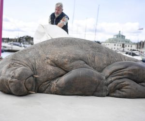 epa10598229 The sculpture of Freya the walrus by artist Astri Tonoian, which stands in Kongen Marina by Frognerkilen, in Oslo, Norway, 29 April 2023. The marine mammal, which appeared along the Nordic coast and damaged and often sank small boats trying to get on and relax on them, was euthanized by the Directorate of Fisheries in August 2022. The reason was that the public did not follow the recommendations from the authorities to keep their distance from the 600-kilogram animal.  EPA/ANNIKA BYRDE  NORWAY OUT