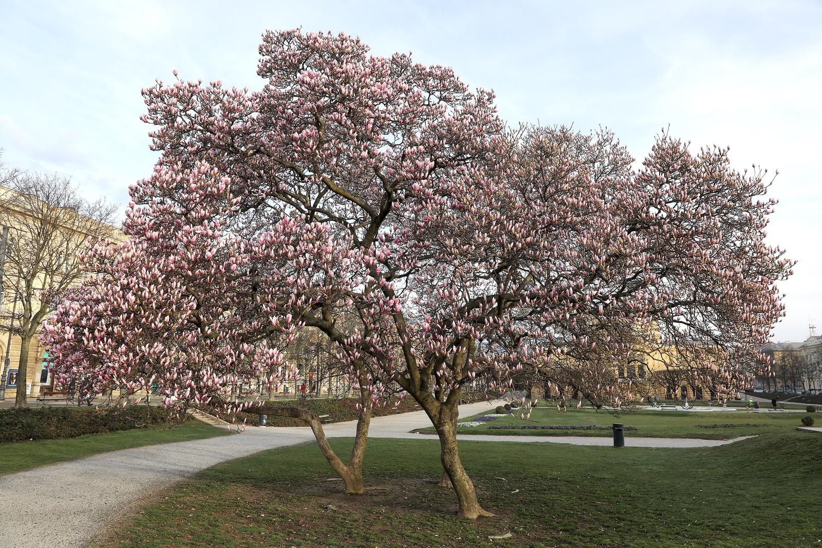 10.03.2023., Zagreb - Pripremite mobitele, procvala su najslikanija stabla u gradu, magnolije na Trgu kralja Tomislava. Photo: Patrik Macek/PIXSELL