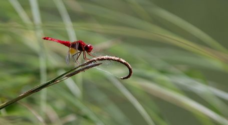 Nova vrsta insekta otkrivena na području Neretve dobila ime – ‘Baeoura neretvaensis’