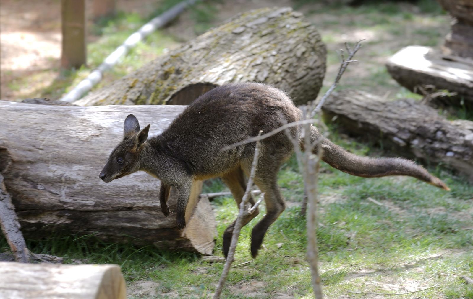 Kangaroo enjoys in empty ZagrebÕs Zoo during the 50th anniversary of World Earth Day in Zagreb, 22 April 2020. The wild animals enjoy without visitors in ZagrebÕs Zoo during the lockdown many activities caused by Coronavirus COVID-19.
EPA-EFE  ANTONIO BAT