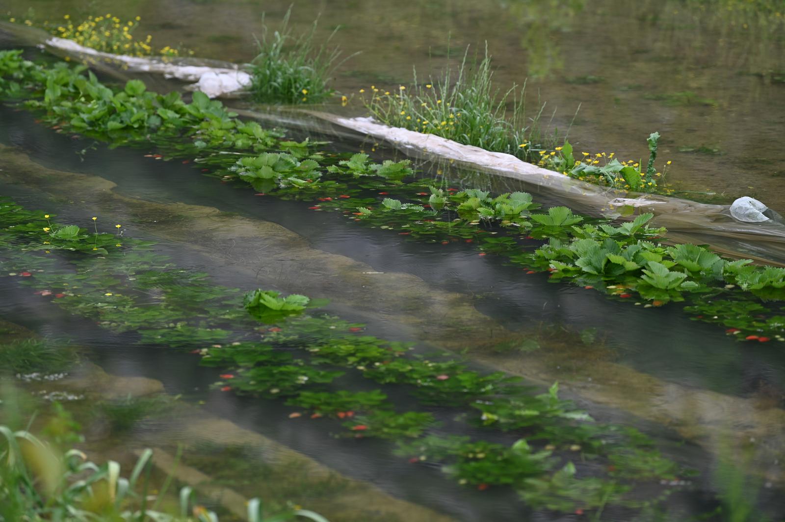 17.05.2023., Vrgorac - Zbog obilnih kisa u potpunosti su poplavljena polja Vrgorackog kraja kao i nasadi jagoda. Photo: Matko Begovic/PIXSELL