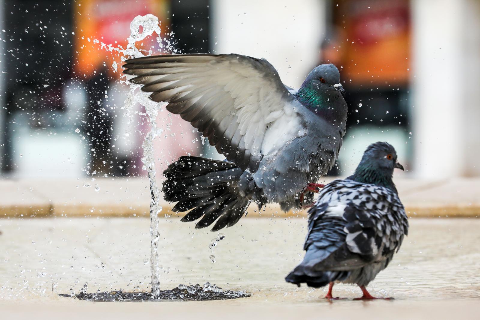 20.02.2023., Pula - 
Golubovi dolaze na fontanu kako bi se okupali ili utazili zedj. Photo: Srecko Niketic/PIXSELL