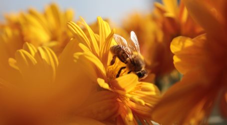 Jeste li znali ovih šest stvari o pčelama? Danas je njihov dan