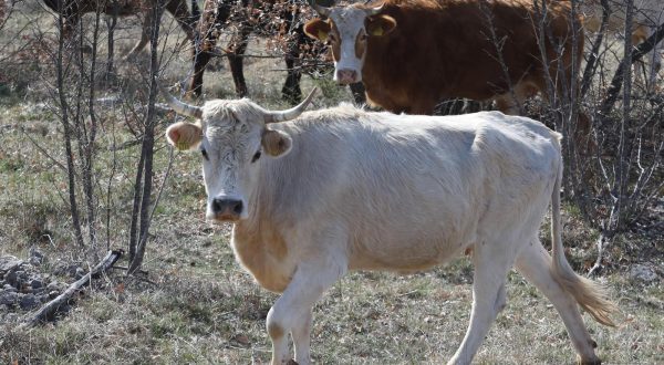 26.03.2023., Sibenik - Krave i goveda na slobodnoj ispasi na livadi u sibenskom zaledju. Photo: Dusko Jaramaz/PIXSELL