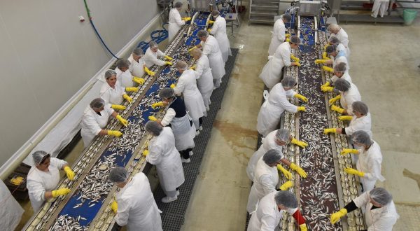 01.02.2018., Rovinj - Tvornica za preradu ribe Mirna. Photo: Dusko Marusic/PIXSELL