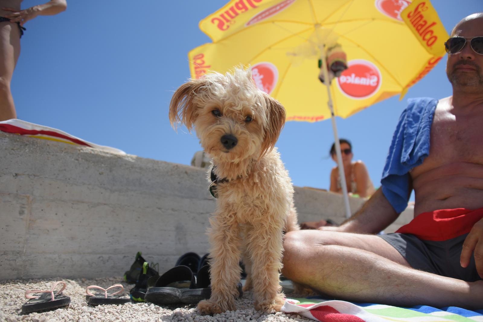 05.07.2023., Pula: Na pulskoj plazi Hidrobaza, otvoren je prvi beach bar za pse - Wau. Osim sto imaju plazu samo za sebe i svoje gazde, nakon kupanja mogu se osvjeziti pivom za pse, sladoledom za pse, te brojnim grickalicama namijenjenim cetveronoznim ljubimcima. Photo: Sasa Miljevic/PIXSELL