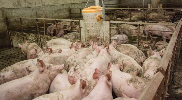 13.10.2017., Tordinci - Farma svinja, vlasnika Darija Periskica."nPhoto: Dubravka Petric/PIXSELL"n"n"n"n"n