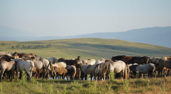 17.07.2023., planina Cincar, Livno (BiH) – Livno je jedino mjesto na svijetu uz Mongoliju i Island gdje moze da se vidi vise krda divljih konja na samo jednom mjestu. U samom podnozju planine Cincar kraj grada Livna, vec mnogo godina moze da se pronadje veliki broj nestvarno lijepih divljih konja, a danas se njihov broj popeo na vise od 600 i predstavljaju jednu od veliki turistickih atrakcija za Livno ali i cijelu BiH. Photo: Dejan Rakita/PIXSELL