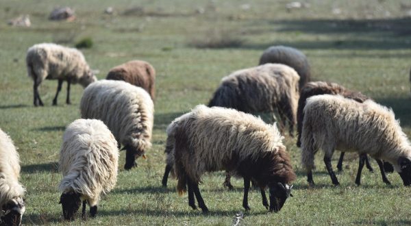 Ovce na ispasi 18.02.2019., Danilo - Ovce na ispasi.rrPhoto: Hrvoje Jelavic/PIXSELL