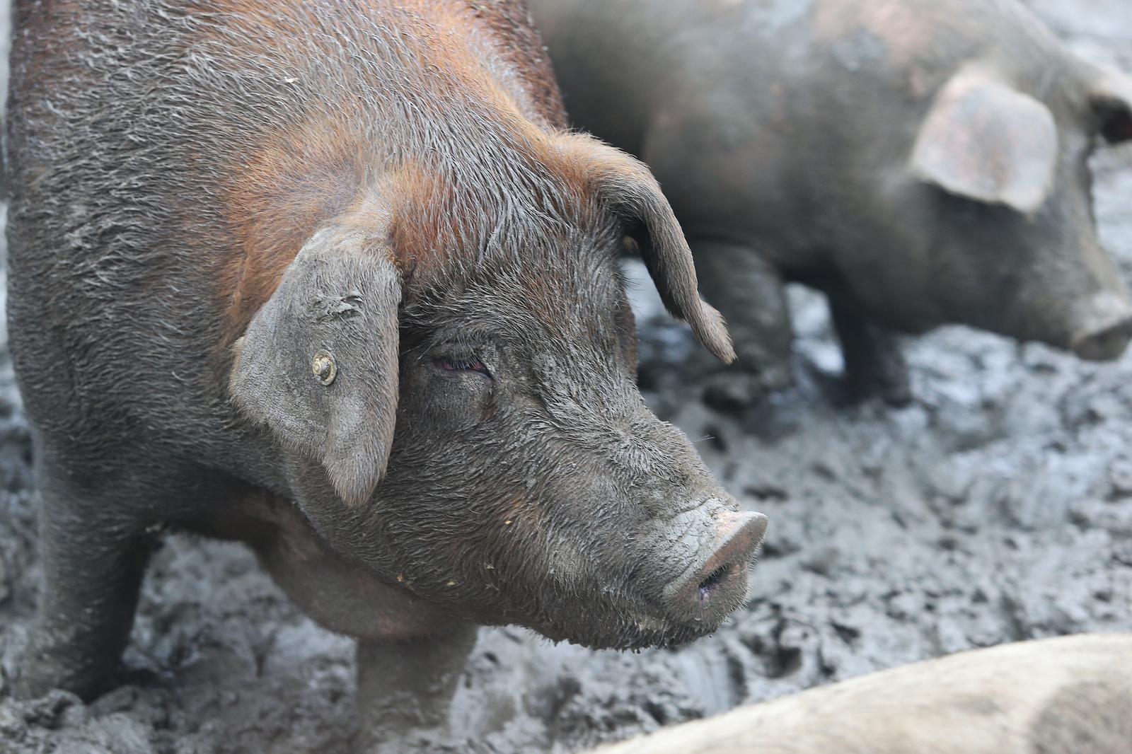 21.10.2016., Otok - Vlado Ferbezar uzgojio je svinju cija se sunka nalazi u izboru za najvecu sunku na svijetu. Sada uzgaja svinju koja ce teziti i do 500 kilograma i cija ce sunka biti jos veca. "nPhoto: Davor Javorovic/PIXSELL