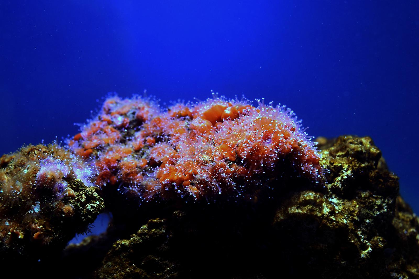 U Aqauariumu Pula otvorena je izložba koralja "Krhka ljepota"  18.12.2018., Pula - U Aqauariumu Pula otvorena je izlozba "Krhka ljepota" povodom obiljezavanja Medjunarodne godine koraljnih grebena i 58. rodjendana Nacionalnog parka Mljet.rPhoto: Dusko Marusic/PIXSELL