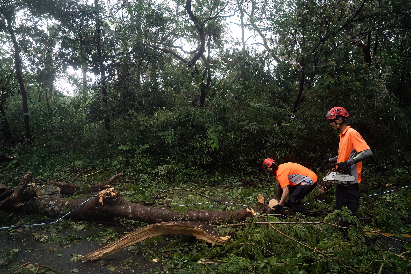 epa10835343 Workers remove trees brought down by Typhoon Saola on a road in Sai Kung, Hong Kong, China, 02 September 2023. The No. 10 typhoon warning, for the first time since 2018, was raised on the night of 01 September as Typhoon Saola swept past Hong Kong.  EPA/Bertha WANG