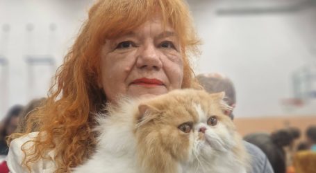 Karlovac: Perzijski mačak Ante iz Splita sveukupni pobjednik svjetske izložbe mačaka