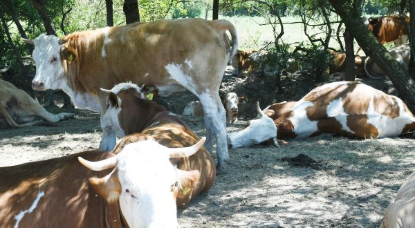 15.07.2022.,Osekovo - U nekoliko dana uginulo je 60-tak krava a uzrok uginuca jos nije sluzbeno potvrdjen,iako neki sumnjaju u bedrenicu. Trenutno su krave u izolaciji na pasnjacima u Lonjskom polju.Obojela jos jedna krava.
Photo: Nikola Cutuk/PIXSELL Photo: Nikola Cutuk/PIXSELL