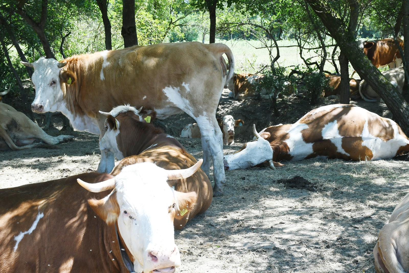 15.07.2022.,Osekovo - U nekoliko dana uginulo je 60-tak krava a uzrok uginuca jos nije sluzbeno potvrdjen,iako neki sumnjaju u bedrenicu. Trenutno su krave u izolaciji na pasnjacima u Lonjskom polju.Obojela jos jedna krava.
Photo: Nikola Cutuk/PIXSELL Photo: Nikola Cutuk/PIXSELL