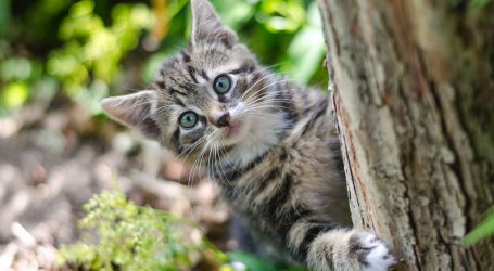 Deset neobičnih činjenica o mačkama: Zagonetne strane naših krznenih prijatelja