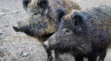 Kuda idu divlje svinje? U dvorište zagrebačke škole
