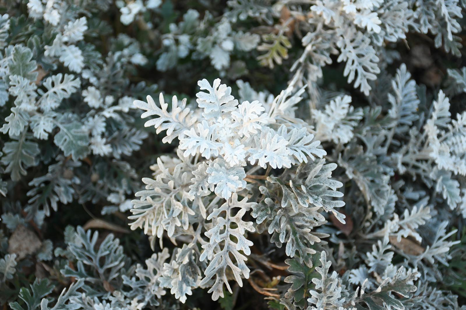 30.01.2023., Sisak - Mraz "okovao" ukrasno bilje u gradskim parkovima. 

  Photo: Nikola Cutuk/PIXSELL
