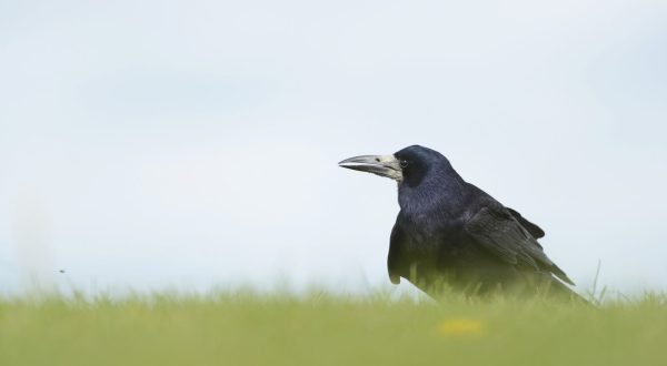 Rook Corvus frugilegus, adult forging in grassland, Wiltshire, April
