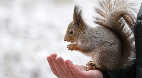 epa10980632 A visitor feeds a squirrel at the snow-covered Tsaritsyno Park, during a frosty day in Moscow, Russia, 17 November 2023. Temperatures in the Moscow region dropped to minus four degrees Celsius.  EPA/MAXIM SHIPENKOV
