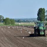 07.05.2019., Pakostane - Lijep proljetni dan poljoprivrednici iskoristili za obradu zemlje i sjetvu. Photo: Hrvoje Jelavic/PIXSELL