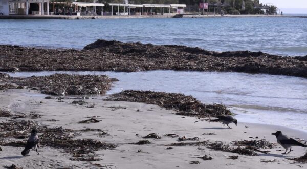 06.11.2023., Split - Nakon slabljenja olujnog juga na obali dio plaze Bacvice ostao prekriven naslagama morske trave. Photo: Ivo Cagalj/PIXSELL