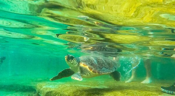 14.06.2023..,Pula - Povratak oporavljenih kornjaca u more. Nakon oporavka u Pulskom akvarijumu na svjetioniku (Verudela) u more je vraceno 6 oporavljenih glavatih zelvi. Photo: Srecko Niketic/PIXSELL