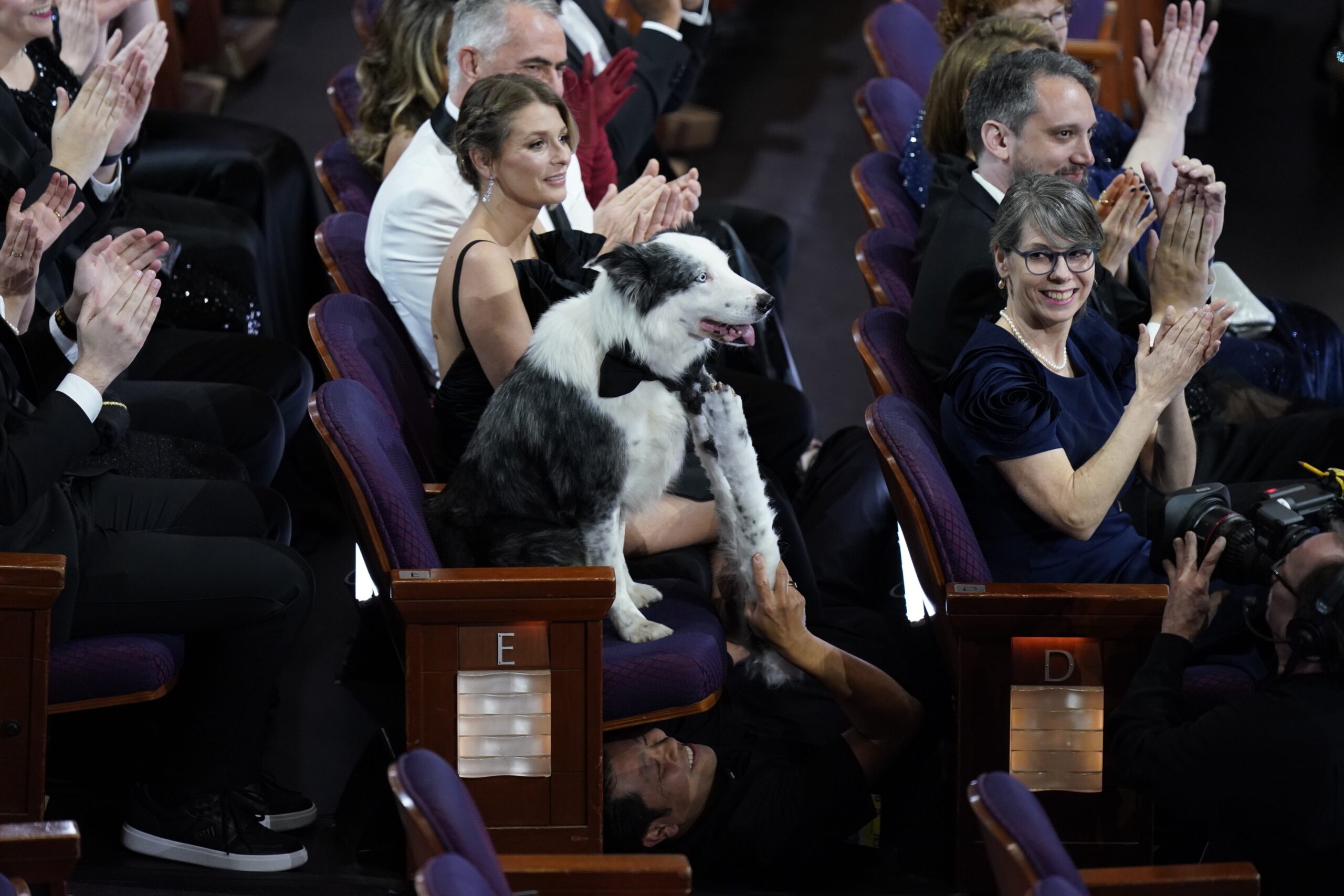 Mar 10, 2024; Los Angeles, CA, USA; Messi the dog is seen in a seat with a person holding prop dog paws below his seat before the start of the 96th Oscars at the Dolby Theatre at Ovation Hollywood in Los Angeles on Sunday, March 10, 2024..,Image: 855704892, License: Rights-managed, Restrictions: *** World Rights ***, Model Release: no, Credit line: USA TODAY Network / ddp USA / Profimedia