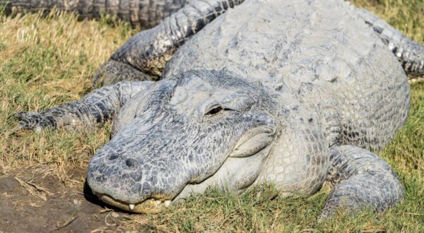 January 13, 2022, South Padre Island, Texas, United States: Big Padre, a large male alligator, basks in the sun at the South Padre Island Alligator Sanctuary in Texas.,Image: 664720372, License: Rights-managed, Restrictions: , Model Release: no, Credit line: Jon G. Fuller / Zuma Press / Profimedia
