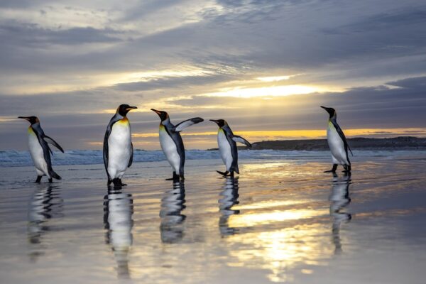 The penguins at sunset THE FALKLAND ISLANDS RARE IMAGES of king penguins taking a stroll on the beach and surfing at sunset have been captured in the Falklands and other British south Atlantic islands. 
Images show the king penguins waddling along at golden hour before hopping into the sea and riding the waves back to shore. 
The king penguin is the second largest species of penguin, smaller, but somewhat similar in appearance to the emperor penguin. 
There are two subspecies, A. p. patagonicus and A. p. halli; patagonicus is found in the South Atlantic and halli in the South Indian Ocean and at Macquarie Island.
These images were captured by photographer Brain Matthews (46) from Newcastle, England. 
Brain captured the penguins on his trip to the Falklands and South Georgia and the South Sandwich Islands on his Canon EOS Mark five. 
“There’s 500,000 penguins at one of the colonies,” said Brian.

“In some cases very close they’ll come right up to you.

“I was in the water with the ones in the water then just next to them in all the others.

“Waited for several hours for this moment. We landed on small inflated boats and then stayed for 3-4 hours.

“I felt very lucky to have thousands of penguins around me, happy to share the water with me. It was very cool. 
“Though the fur seals and odd elephant seal in the water near me, could be a shock!
“Seeing these birds swim around me, so fast and with great ease was incredible.
“Being in the water with these birds, I was in a drysuit, very few people have done this and got images like these, I was very lucky to be able to do this with thousands of penguins.”
ENDS,Image: 859973811, License: Rights-managed, Restrictions: , Model Release: no, Credit line: mediadrumimages/Brian Matthews / Media Drum World / Profimedia