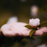 A romantic and delicate photo of a female hand holding a gentle flower on her palm. The close-up shot captures the beauty and fragility of the flower, as well as the tenderness and femininity of the hand holding it. The simple yet striking image evokes feelings of love, grace, and appreciation for the natural world,Image: 753227747, License: Royalty-free, Restrictions: , Model Release: no, Credit line: Denis Beklarov / Alamy / Alamy / Profimedia
