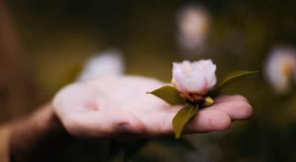 A romantic and delicate photo of a female hand holding a gentle flower on her palm. The close-up shot captures the beauty and fragility of the flower, as well as the tenderness and femininity of the hand holding it. The simple yet striking image evokes feelings of love, grace, and appreciation for the natural world,Image: 753227747, License: Royalty-free, Restrictions: , Model Release: no, Credit line: Denis Beklarov / Alamy / Alamy / Profimedia