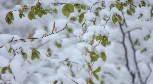 23.04.2024., Platak -  Velika promjena vremena koja u travnju zabijelila Liku i Gorski kotar, u Delnicama je izmjereno 14 centimetra snijega.

Snijeg je prekrio i Platak. Photo: Nel Pavletic/PIXSELL