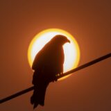 epa11302608 An eagle sits on an electric wire as the sun sets in Kathmandu, Nepal, 26 April 2024.  EPA/NARENDRA SHRESTHA