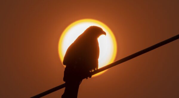 epa11302608 An eagle sits on an electric wire as the sun sets in Kathmandu, Nepal, 26 April 2024.  EPA/NARENDRA SHRESTHA