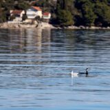 20.02.2024., Kali - Gnjurac i galeb se “bore” za ribu Photo: Sime Zelic/PIXSELL